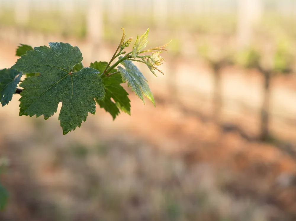 Jeune pousse de vigne saine après traitement, lumière douce.