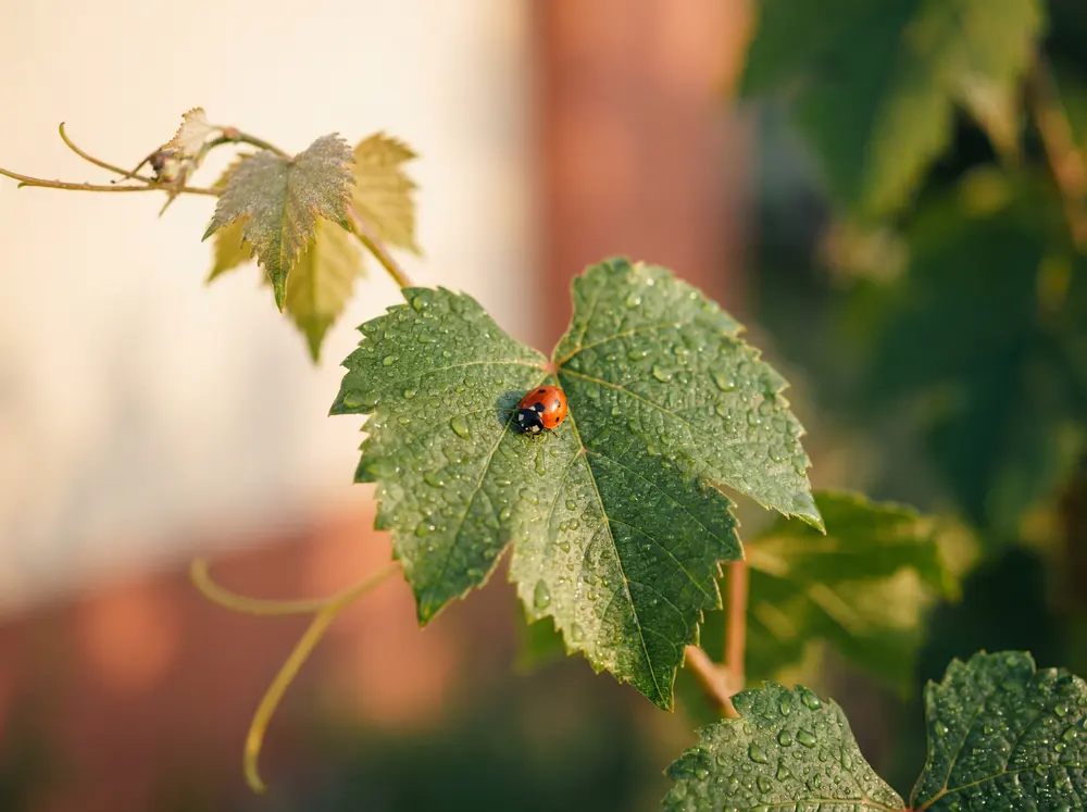 Coccinelle sur une feuille de vigne — lutte biologique vivante.